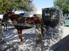 Old Horse and Buggy in Kalona, IA