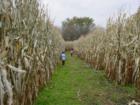 Corn Maze in October