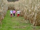 Corn Maze in October
