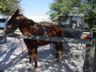 Horse and Buggy in Kalona, IA