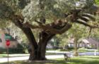 Beautiful, old live Oak tree in Candlelight Hills in Spring TX