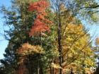 Pascack Valley Fall Leaves in Hillsdale New Jersey