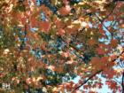 Pascack Valley Hillsdale in the Fall of Bergen County New Jersey