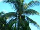 PALM