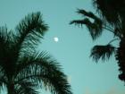Palm and Moon
