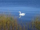 Serenity in Westhampton Dunes