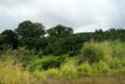 North Hilo property view