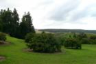 North Hilo area-Lichi trees.