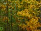 Fall Colors in Ivy