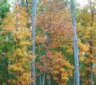 Crozet Colors