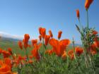 Poppies in the morning... Photo by Me.