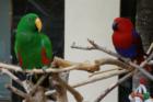Exotic colorful birds at the Hilton in Waikiki