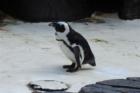 Is this a penguin?? at the Hilton Hotel in Waikiki