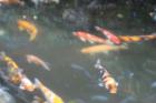 colorful fish in captivity at the Hilton Hotel in Waikiki
