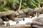 These look like penguins, but can they be penguins? They're at the Hilton in Waikiki