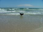 Buster Brown running thru the surf on Mustang Island @ La Concha