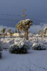 Joshua Tree in Snow