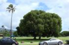This tree may not impress locals in Honolulu, but for a Florida boy, this is a great tree.