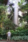 This is what we would call in Florida, a really big tree!!