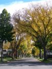 A Street of Yellow in the Nokomis area of Minneapolis.