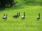 In the Fall, geese can be seen everywhere over Minneapolis. With multiple lakes and parks for them to rest, is it no wonder. On this day, there were about 50 basking in the sun off Lake Nokomis.