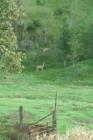 Deer in the Loess Hills