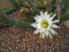 Cirrus Bloom in Tucson