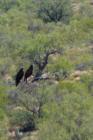 Looking for Dinner in Tucson