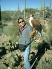 Raptor Free Flight at the Arizona Sonoran Desert Museum