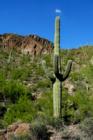 Smokin' Saguaro, Tucson Mountains