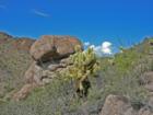 Teddy Bear Cholla, Tucson Mountains