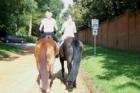 Riders returning from morning ride in the downtown 2000+acre Hitchcock Woods preserve.  We have dirt roads downtown in the Horse Districit. 
