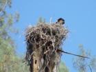 Osprey nests around the lake