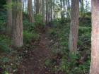 Hiking trails on Mt Erie. Photo taken by Ryan Martin – Anacortes real estate agent