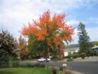 The leaves are starting to turn on the Chinese Pistache...