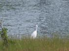 Egret cruising Carolina National in Winding River Plantation Bolivia North Carolina