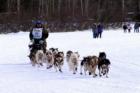 Running the Iditarod Fairbanks, Alaska