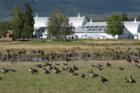 Creamers Field Fairbanks, Alaska