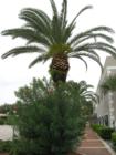 Palm tree on Magnolia Ave. Downtown Daytona Beach historic district.