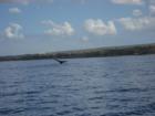 A whale tail facing Kihei