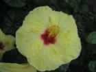 Hibiscus 