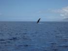 Whale waiving in Wailea