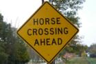 Hollis is Horse Country
      (c) 2007 Joan Whitebook