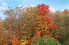 Hollis in the fall
      (c) 2007 Joan Whitebook