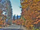 Hayfork Autumn Drive--David Gendron