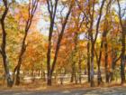 Hayfork Autumn Drive 2 - David Gendron