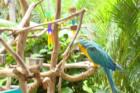 Colorful birds