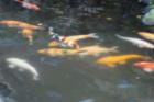 Koi in captivity