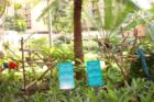 more beautiful and exotic birds