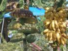 Lots of different bananas at the Fruit and Spice Park.